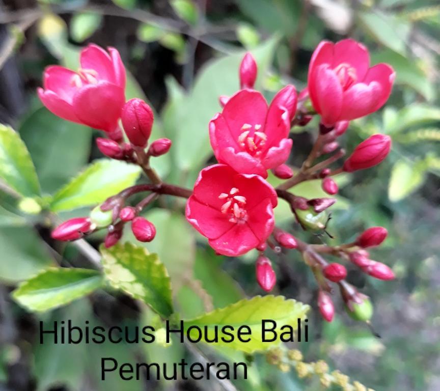 Hibiscus House Pemuteran Bali Hotell Exteriör bild