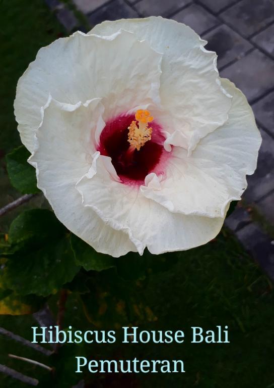 Hibiscus House Pemuteran Bali Hotell Exteriör bild
