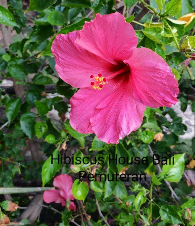 Hibiscus House Pemuteran Bali Hotell Exteriör bild