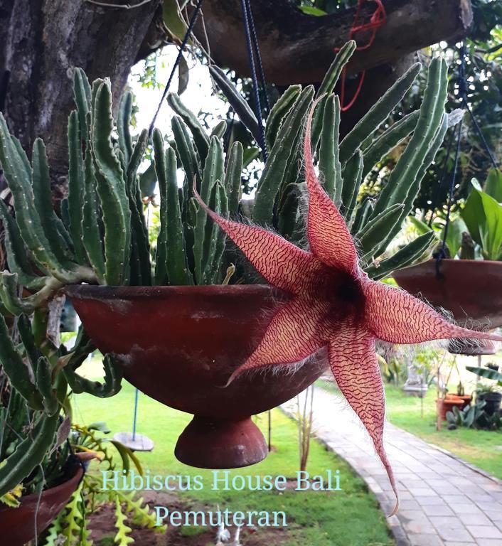 Hibiscus House Pemuteran Bali Hotell Exteriör bild